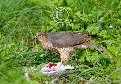 Sparrow Hawk on a Wood Pigeon DM1481